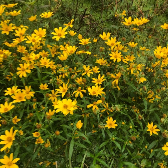 Meet your Posher, Hillary - Picture 1 of 1